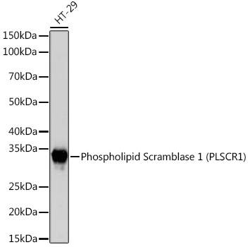 Western blot analysis of lysates from HT-29 cells, using Phospholipid Phospholipid Scramblase 1 (PLSCR1) (PLSCR1) Rabbit mAb at 1:1000 dilution.|Secondary antibody: HRP-conjugated Goat anti-Rabbit IgG (H+L) at 1:10000 dilution.|Lysates/proteins: 25μg per lane.|Blocking buffer: 3% nonfat dry milk in TBST.|Detection: ECL Basic Kit.|Exposure time: 3s.