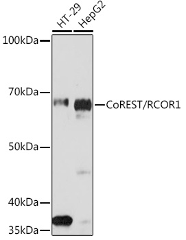 Western blot analysis of various lysates using CoREST/RCOR1 Rabbit mAb at 1:1000 dilution.|Secondary antibody: HRP-conjugated Goat anti-Rabbit IgG (H+L) at 1:10000 dilution.|Lysates/proteins: 25μg per lane.|Blocking buffer: 3% nonfat dry milk in TBST.|Detection: ECL Basic Kit.|Exposure time: 3min.