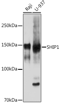 Western blot analysis of various lysates using SHIP11 Rabbit mAb at 1:1000 dilution.|Secondary antibody: HRP-conjugated Goat anti-Rabbit IgG (H+L) at 1:10000 dilution.|Lysates/proteins: 25μg per lane.|Blocking buffer: 3% nonfat dry milk in TBST.|Detection: ECL Basic Kit.|Exposure time: 10s.
