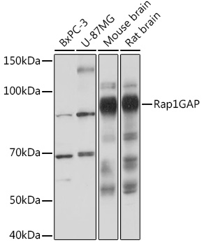 Western blot analysis of various lysates using Rap1GAP Rabbit mAb at 1:1000 dilution.|Secondary antibody: HRP-conjugated Goat anti-Rabbit IgG (H+L) at 1:10000 dilution.|Lysates/proteins: 25μg per lane.|Blocking buffer: 3% nonfat dry milk in TBST.|Detection: ECL Basic Kit.|Exposure time: 3s.