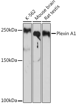Western blot analysis of various lysates using Plexin A1 Rabbit mAb at 1:1000 dilution.|Secondary antibody: HRP-conjugated Goat anti-Rabbit IgG (H+L) at 1:10000 dilution.|Lysates/proteins: 25μg per lane.|Blocking buffer: 3% nonfat dry milk in TBST.|Detection: ECL Basic Kit.|Exposure time: 10s.