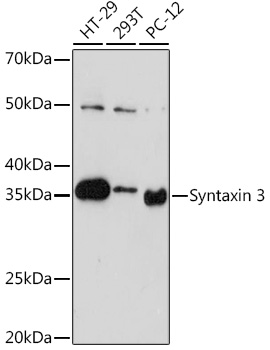 Western blot analysis of various lysates using Syntaxin 3 Rabbit mAb at 1:1000 dilution.|Secondary antibody: HRP-conjugated Goat anti-Rabbit IgG (H+L) at 1:10000 dilution.|Lysates/proteins: 25μg per lane.|Blocking buffer: 3% nonfat dry milk in TBST.|Detection: ECL Basic Kit.|Exposure time: 3min.