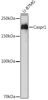 Western blot analysis of lysates from U-87MG cells, using Caspr1 at 1:1000 dilution.|Secondary antibody: HRP-conjugated Goat anti-Rabbit IgG (H+L) at 1:10000 dilution.|Lysates/proteins: 25μg per lane.|Blocking buffer: 3% nonfat dry milk in TBST.|Detection: ECL Basic Kit.|Exposure time: 3s.