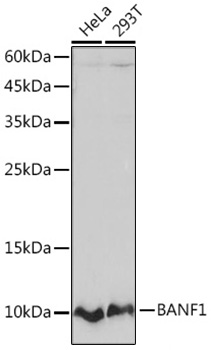 Western blot analysis of various lysates using BANF1 Rabbit mAb at 1:1000 dilution.|Secondary antibody: HRP-conjugated Goat anti-Rabbit IgG (H+L) at 1:10000 dilution.|Lysates/proteins: 25μg per lane.|Blocking buffer: 3% nonfat dry milk in TBST.|Detection: ECL Basic Kit.|Exposure time: 60s.