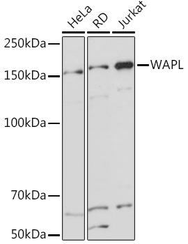 Western blot analysis of various lysates using WAPL Rabbit mAb (A5923) at 1:1000 dilution.|Secondary antibody: HRP-conjugated Goat anti-Rabbit IgG (H+L) (AS014) at 1:10000 dilution.|Lysates/proteins: 25μg per lane.|Blocking buffer: 3% nonfat dry milk in TBST.|Detection: ECL Basic Kit (RM00020).|Exposure time: 1s.