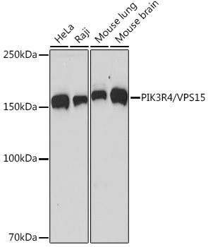Western blot analysis of various lysates using PIK3R4/VPS15 Rabbit mAb at 1:1000 dilution.|Secondary antibody: HRP-conjugated Goat anti-Rabbit IgG (H+L) at 1:10000 dilution.|Lysates/proteins: 25μg per lane.|Blocking buffer: 3% nonfat dry milk in TBST.|Detection: ECL Basic Kit.|Exposure time: 60s.