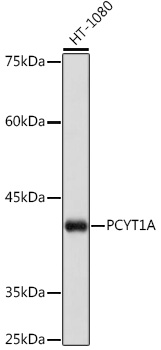 Western blot analysis of lysates from K-562 cells, using PCYT1A Rabbit mAb at 1:1000 dilution.|Secondary antibody: HRP-conjugated Goat anti-Rabbit IgG (H+L) at 1:10000 dilution.|Lysates/proteins: 25μg per lane.|Blocking buffer: 3% nonfat dry milk in TBST.|Detection: ECL Basic Kit.|Exposure time: 10s.