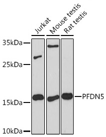Western blot analysis of various lysates using PFDN5 Rabbit mAb at 1:1000 dilution.|Secondary antibody: HRP-conjugated Goat anti-Rabbit IgG (H+L) at 1:10000 dilution.|Lysates/proteins: 25μg per lane.|Blocking buffer: 3% nonfat dry milk in TBST.|Detection: ECL Basic Kit.|Exposure time: 180s.