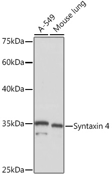Western blot analysis of various lysates using Syntaxin 4 Rabbit mAb at 1:1000 dilution.|Secondary antibody: HRP-conjugated Goat anti-Rabbit IgG (H+L) at 1:10000 dilution.|Lysates/proteins: 25μg per lane.|Blocking buffer: 3% nonfat dry milk in TBST.|Detection: ECL Basic Kit.|Exposure time: 1s.