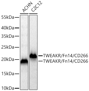 Western blot analysis of various lysates using TWEAKR/Fn14/CD266 Rabbit mAb (A5955) at 1:1000 dilution incubated at room temperature for 1.5 hours.|Secondary antibody: HRP-conjugated Goat anti-Rabbit IgG (H+L) (AS014) at 1:10000 dilution.|Lysates/proteins: 25 μg per lane.|Blocking buffer: 3% nonfat dry milk in TBST.|Detection: ECL Basic Kit (RM00020).|Exposure time: 20 s.