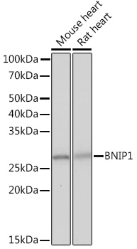 Western blot analysis of various lysates using BNIP1 Rabbit mAb at 1:1000 dilution.|Secondary antibody: HRP-conjugated Goat anti-Rabbit IgG (H+L) at 1:10000 dilution.|Lysates/proteins: 25μg per lane.|Blocking buffer: 3% nonfat dry milk in TBST.|Detection: ECL Basic Kit.|Exposure time: 1s.