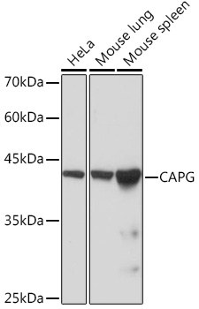 Western blot analysis of various lysates using CAPG Rabbit mAb at 1:1000 dilution.|Secondary antibody: HRP-conjugated Goat anti-Rabbit IgG (H+L) at 1:10000 dilution.|Lysates/proteins: 25μg per lane.|Blocking buffer: 3% nonfat dry milk in TBST.|Detection: ECL Basic Kit.|Exposure time: 1s.