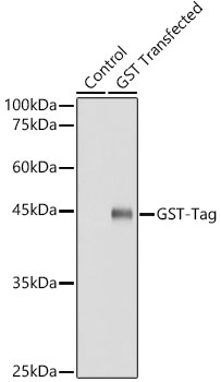 Western blot analysis of lysates from GST fusion protein, using Rabbit anti GST-Tag mAb at 1:20000 dilution.|Secondary antibody: HRP-conjugated Goat anti-Rabbit IgG (H+L) at 1:10000 dilution.|Lysates/proteins: 20ng per lane.|Blocking buffer: 3% nonfat dry milk in TBST.|Detection: ECL Basic Kit.|Exposure time: 1s.