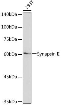 Western blot analysis of lysates from 293T cells, using Synapsin II Rabbit mAb at 1:1000 dilution.|Secondary antibody: HRP-conjugated Goat anti-Rabbit IgG (H+L) at 1:10000 dilution.|Lysates/proteins: 25μg per lane.|Blocking buffer: 3% nonfat dry milk in TBST.|Detection: ECL Basic Kit.|Exposure time: 90s.