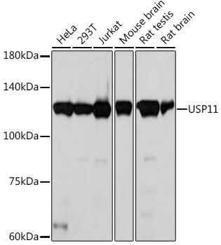 Western blot analysis of various lysates using USP11 Rabbit mAb (A19562) at 1:1000 dilution.|Secondary antibody: HRP-conjugated Goat anti-Rabbit IgG (H+L) (AS014) at 1:10000 dilution.|Lysates/proteins: 25μg per lane.|Blocking buffer: 3% nonfat dry milk in TBST.|Detection: ECL Basic Kit (RM00020).|Exposure time: 10s.