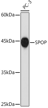 Western blot analysis of lysates from PC-3 cells, using SPOP Rabbit mAb at 1:1000 dilution.|Secondary antibody: HRP-conjugated Goat anti-Rabbit IgG (H+L) at 1:10000 dilution.|Lysates/proteins: 25μg per lane.|Blocking buffer: 3% nonfat dry milk in TBST.|Detection: ECL Basic Kit.|Exposure time: 180s.