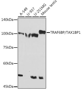 Western blot analysis of various lysates using TRAF6BP/TAX1BP1 Rabbit mAb (A19587) at 1:1000 dilution.|Secondary antibody: HRP-conjugated Goat anti-Rabbit IgG (H+L) (AS014) at 1:10000 dilution.|Lysates/proteins: 25μg per lane.|Blocking buffer: 3% nonfat dry milk in TBST.|Detection: ECL Basic Kit (RM00020).|Exposure time: 90s.