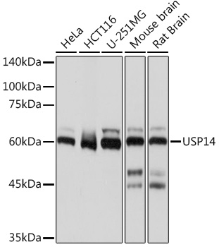 Western blot analysis of various lysates using USP14 Rabbit mAb (A19589) at 1:1000 dilution.|Secondary antibody: HRP-conjugated Goat anti-Rabbit IgG (H+L) (AS014) at 1:10000 dilution.|Lysates/proteins: 25μg per lane.|Blocking buffer: 3% nonfat dry milk in TBST.|Detection: ECL Basic Kit (RM00020).|Exposure time: 1s.