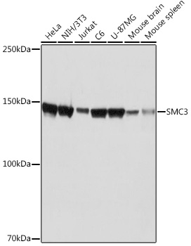 Western blot analysis of various lysates using SMC3 Rabbit mAb at 1:1000 dilution.|Secondary antibody: HRP-conjugated Goat anti-Rabbit IgG (H+L) at 1:10000 dilution.|Lysates/proteins: 25μg per lane.|Blocking buffer: 3% nonfat dry milk in TBST.|Detection: ECL Basic Kit.|Exposure time: 1s.
