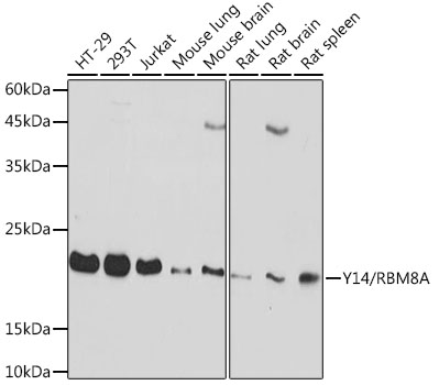 Western blot analysis of various lysates using Y14/RBM8A Rabbit mAb (A19599) at 1:1000 dilution.|Secondary antibody: HRP-conjugated Goat anti-Rabbit IgG (H+L) (AS014) at 1:10000 dilution.|Lysates/proteins: 25μg per lane.|Blocking buffer: 3% nonfat dry milk in TBST.|Detection: ECL Basic Kit (RM00020).|Exposure time: 20s.