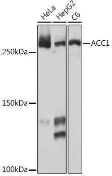Western blot analysis of various lysates using ACC1 Rabbit mAb (A19627) at 1:1000 dilution.|Secondary antibody: HRP-conjugated Goat anti-Rabbit IgG (H+L) (AS014) at 1:10000 dilution.|Lysates/proteins: 25μg per lane.|Blocking buffer: 3% nonfat dry milk in TBST.|Detection: ECL Basic Kit (RM00020).|Exposure time: 10s.