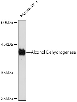 Western blot analysis of lysates from Mouse lung, using Alcohol Dehydrogenase Rabbit mAb at 1:1000 dilution.|Secondary antibody: HRP-conjugated Goat anti-Rabbit IgG (H+L) at 1:10000 dilution.|Lysates/proteins: 25μg per lane.|Blocking buffer: 3% nonfat dry milk in TBST.|Detection: ECL Basic Kit.|Exposure time: 180s.