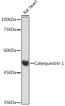 Western blot analysis of lysates from Rat heart, using Calsequestrin 1 Rabbit mAb at 1:500 dilution.|Secondary antibody: HRP-conjugated Goat anti-Rabbit IgG (H+L) at 1:10000 dilution.|Lysates/proteins: 25μg per lane.|Blocking buffer: 3% nonfat dry milk in TBST.|Detection: ECL Basic Kit.|Exposure time: 60s.