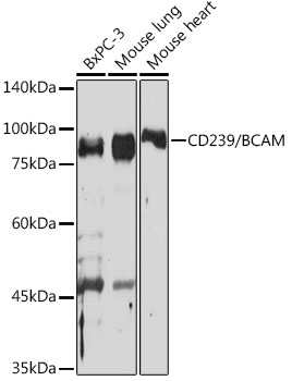 Western blot analysis of various lysates using CD239/BCAM Rabbit mAb at 1:1000 dilution.|Secondary antibody: HRP-conjugated Goat anti-Rabbit IgG (H+L) at 1:10000 dilution.|Lysates/proteins: 25μg per lane.|Blocking buffer: 3% nonfat dry milk in TBST.|Detection: ECL Basic Kit.|Exposure time: 10s.