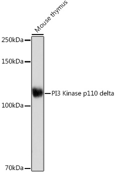 Western blot analysis of lysates from Mouse thymus, using PI3 Kinase p110 delta Rabbit mAb at 1:1000 dilution incubated overnight at 4℃.|Secondary antibody: HRP-conjugated Goat anti-Rabbit IgG (H+L) at 1:10000 dilution.|Lysates/proteins: 25 μg per lane.|Blocking buffer: 3% nonfat dry milk in TBST.|Detection: ECL Basic Kit.|Exposure time: 180 s.