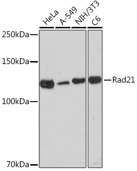 Western blot analysis of various lysates using Rad21 Rabbit mAb at 1:1000 dilution.|Secondary antibody: HRP-conjugated Goat anti-Rabbit IgG (H+L) at 1:10000 dilution.|Lysates/proteins: 25μg per lane.|Blocking buffer: 3% nonfat dry milk in TBST.|Detection: ECL Enhanced Kit.|Exposure time: 180s.