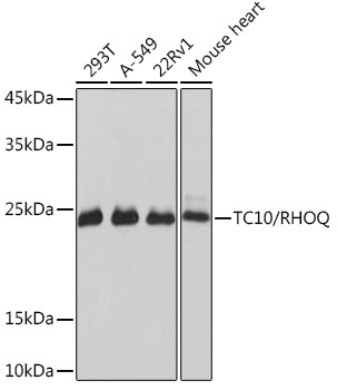 Western blot analysis of various lysates using TC10/RHOQ Rabbit mAb at 1:1000 dilution.|Secondary antibody: HRP-conjugated Goat anti-Rabbit IgG (H+L) at 1:10000 dilution.|Lysates/proteins: 25μg per lane.|Blocking buffer: 3% nonfat dry milk in TBST.|Detection: ECL Basic Kit.|Exposure time: 3s.