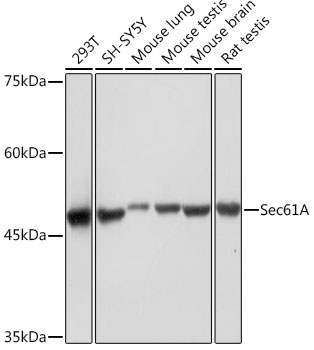 Western blot analysis of various lysates using Sec61A Rabbit mAb at 1:1000 dilution.|Secondary antibody: HRP-conjugated Goat anti-Rabbit IgG (H+L) at 1:10000 dilution.|Lysates/proteins: 25μg per lane.|Blocking buffer: 3% nonfat dry milk in TBST.|Detection: ECL Basic Kit.|Exposure time: 1s.