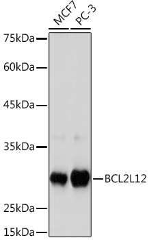 Western blot analysis of various lysates using BCL2L12 Rabbit mAb at 1:1000 dilution.|Secondary antibody: HRP-conjugated Goat anti-Rabbit IgG (H+L) at 1:10000 dilution.|Lysates/proteins: 25μg per lane.|Blocking buffer: 3% nonfat dry milk in TBST.|Detection: ECL Basic Kit.|Exposure time: 180s.