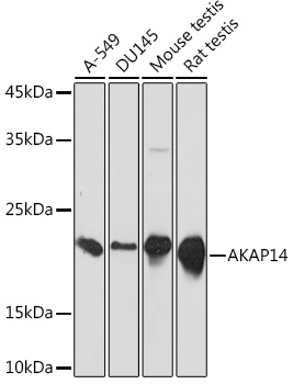 Western blot analysis of various lysates using AKAP14 Rabbit mAb at 1:1000 dilution.|Secondary antibody: HRP-conjugated Goat anti-Rabbit IgG (H+L) at 1:10000 dilution.|Lysates/proteins: 25μg per lane.|Blocking buffer: 3% nonfat dry milk in TBST.|Detection: ECL Basic Kit.|Exposure time: 3s.