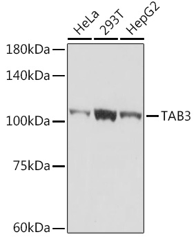 Western blot analysis of various lysates using TAB3 Rabbit mAb at 1:1000 dilution.|Secondary antibody: HRP-conjugated Goat anti-Rabbit IgG (H+L) at 1:10000 dilution.|Lysates/proteins: 25μg per lane.|Blocking buffer: 3% nonfat dry milk in TBST.|Detection: ECL Basic Kit.|Exposure time: 5s.