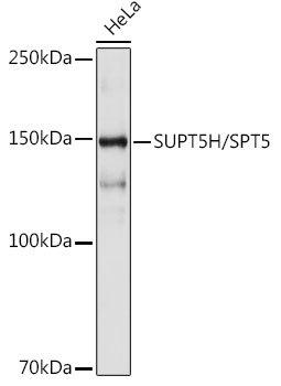 Western blot analysis of lysates from HeLa cells, using SUPT5H/SPT5 Rabbit mAb at 1:1000 dilution.|Secondary antibody: HRP-conjugated Goat anti-Rabbit IgG (H+L) at 1:10000 dilution.|Lysates/proteins: 25μg per lane.|Blocking buffer: 3% nonfat dry milk in TBST.|Detection: ECL Basic Kit.|Exposure time: 10s.