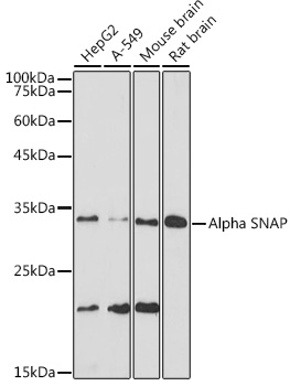Western blot analysis of various lysates using Alpha SNAP Rabbit mAb at 1:1000 dilution.|Secondary antibody: HRP-conjugated Goat anti-Rabbit IgG (H+L) at 1:10000 dilution.|Lysates/proteins: 25μg per lane.|Blocking buffer: 3% nonfat dry milk in TBST.|Detection: ECL Basic Kit.|Exposure time: 30s.