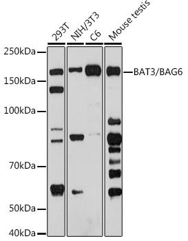 Western blot analysis of various lysates using BAT3/BAG6 Rabbit mAb at 1:1000 dilution.|Secondary antibody: HRP-conjugated Goat anti-Rabbit IgG (H+L) at 1:10000 dilution.|Lysates/proteins: 25μg per lane.|Blocking buffer: 3% nonfat dry milk in TBST.|Detection: ECL Basic Kit.|Exposure time: 90s.