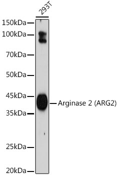 Western blot analysis of lysates from 293T cells, using Arginase 2 Rabbit mAb at 1:1000 dilution.|Secondary antibody: HRP-conjugated Goat anti-Rabbit IgG (H+L) at 1:10000 dilution.|Lysates/proteins: 25μg per lane.|Blocking buffer: 3% nonfat dry milk in TBST.|Detection: ECL Basic Kit.|Exposure time: 180s.
