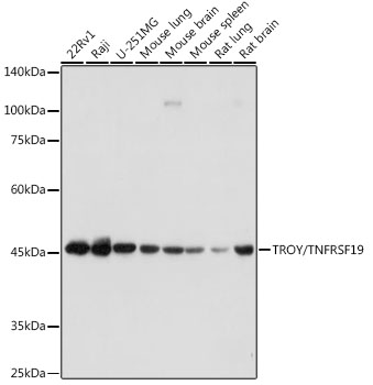 Western blot analysis of various lysates using TROY/TNFRSF19 Rabbit mAb (A19235) at 1:1000 dilution.|Secondary antibody: HRP-conjugated Goat anti-Rabbit IgG (H+L) (AS014) at 1:10000 dilution.|Lysates/proteins: 25μg per lane.|Blocking buffer: 3% nonfat dry milk in TBST.|Detection: ECL Basic Kit (RM00020).|Exposure time: 1s.