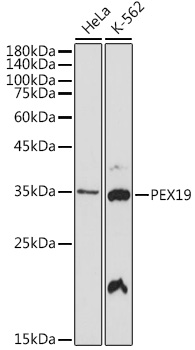 Western blot analysis of various lysates using PEX19 antibody mAb at 1:1000 dilution.|Secondary antibody: HRP-conjugated Goat anti-Rabbit IgG (H+L) at 1:10000 dilution.|Lysates/proteins: 25μg per lane.|Blocking buffer: 3% nonfat dry milk in TBST.|Detection: ECL Basic Kit.|Exposure time: 30s.