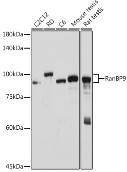 Western blot analysis of various lysates using RanBP9 Rabbit mAb at 1:1000 dilution.|Secondary antibody: HRP-conjugated Goat anti-Rabbit IgG (H+L) at 1:10000 dilution.|Lysates/proteins: 25μg per lane.|Blocking buffer: 3% nonfat dry milk in TBST.|Detection: ECL Basic Kit.|Exposure time: 10s.