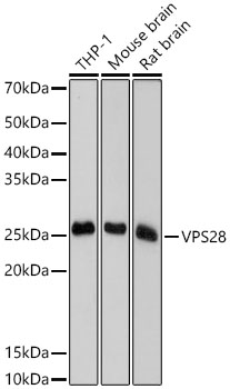 Western blot analysis of various lysates using VPS28 Rabbit mAb at 1:1000 dilution.|Secondary antibody: HRP-conjugated Goat anti-Rabbit IgG (H+L) at 1:10000 dilution.|Lysates/proteins: 25μg per lane.|Blocking buffer: 3% nonfat dry milk in TBST.|Detection: ECL Basic Kit.|Exposure time: 10s.