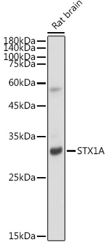 Western blot analysis of lysates from Rat brain, using STX1A Rabbit mAb at 1:1000 dilution.|Secondary antibody: HRP-conjugated Goat anti-Rabbit IgG (H+L) at 1:10000 dilution.|Lysates/proteins: 25μg per lane.|Blocking buffer: 3% nonfat dry milk in TBST.|Detection: ECL Basic Kit.|Exposure time: 5s.