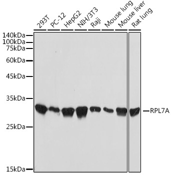 Western blot analysis of various lysates using RPL7A Rabbit mAb at 1:1000 dilution.|Secondary antibody: HRP-conjugated Goat anti-Rabbit IgG (H+L) at 1:10000 dilution.|Lysates/proteins: 25μg per lane.|Blocking buffer: 3% nonfat dry milk in TBST.|Detection: ECL Basic Kit.|Exposure time: 5s.
