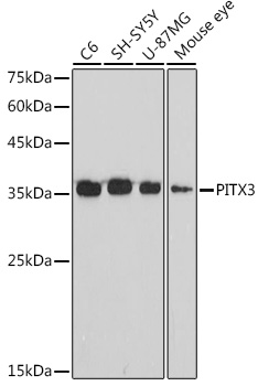 Western blot analysis of various lysates using PITX3 Rabbit mAb at 1:1000 dilution.|Secondary antibody: HRP-conjugated Goat anti-Rabbit IgG (H+L) at 1:10000 dilution.|Lysates/proteins: 25μg per lane.|Blocking buffer: 3% nonfat dry milk in TBST.|Detection: ECL Basic Kit.|Exposure time: 90s.
