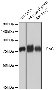 Western blot analysis of various lysates using PAG1 Rabbit mAb at 1:1000 dilution incubated overnight at 4℃.|Secondary antibody: HRP-conjugated Goat anti-Rabbit IgG (H+L) at 1:10000 dilution.|Lysates/proteins: 25 μg per lane.|Blocking buffer: 3% nonfat dry milk in TBST.|Detection: ECL Basic Kit.|Exposure time: 1 s.