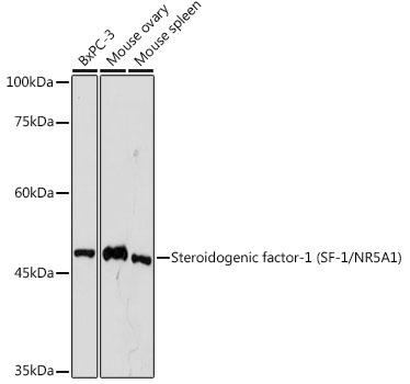 Western blot analysis of various lysates using Steroidogenic factor-1 (SF-1/NR5A1) Rabbit mAb at 1:1000 dilution.|Secondary antibody: HRP-conjugated Goat anti-Rabbit IgG (H+L) at 1:10000 dilution.|Lysates/proteins: 25μg per lane.|Blocking buffer: 3% nonfat dry milk in TBST.|Detection: ECL Basic Kit.|Exposure time: 180s.