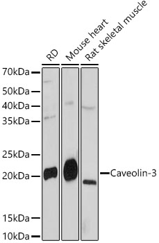 Western blot analysis of various lysates, using Caveolin-3 Rabbit mAb at 1:1000 dilution.|Secondary antibody: HRP-conjugated Goat anti-Rabbit IgG (H+L) at 1:10000 dilution.|Lysates/proteins: 25μg per lane.|Blocking buffer: 3% nonfat dry milk in TBST.|Detection: ECL Basic Kit.|Exposure time: 180s.