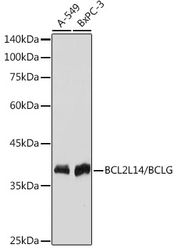 Western blot analysis of various lysates using BCL2L14/BCLG Rabbit mAb at 1:1000 dilution.|Secondary antibody: HRP-conjugated Goat anti-Rabbit IgG (H+L) at 1:10000 dilution.|Lysates/proteins: 25μg per lane.|Blocking buffer: 3% nonfat dry milk in TBST.|Detection: ECL Basic Kit.|Exposure time: 1s.